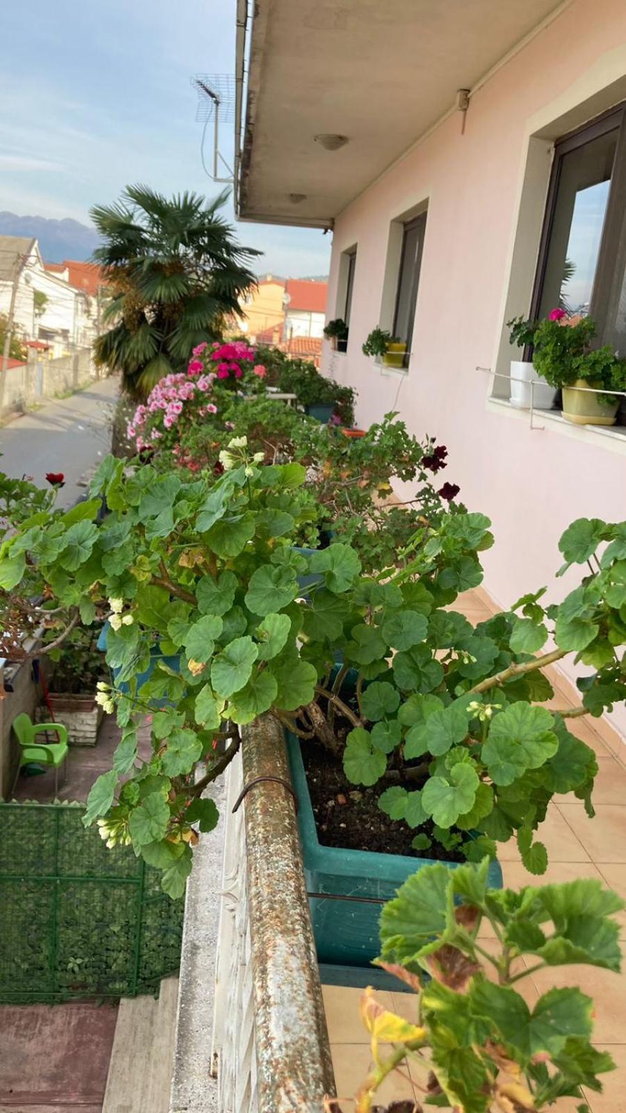 Blissful Hostel Shkodër エクステリア 写真