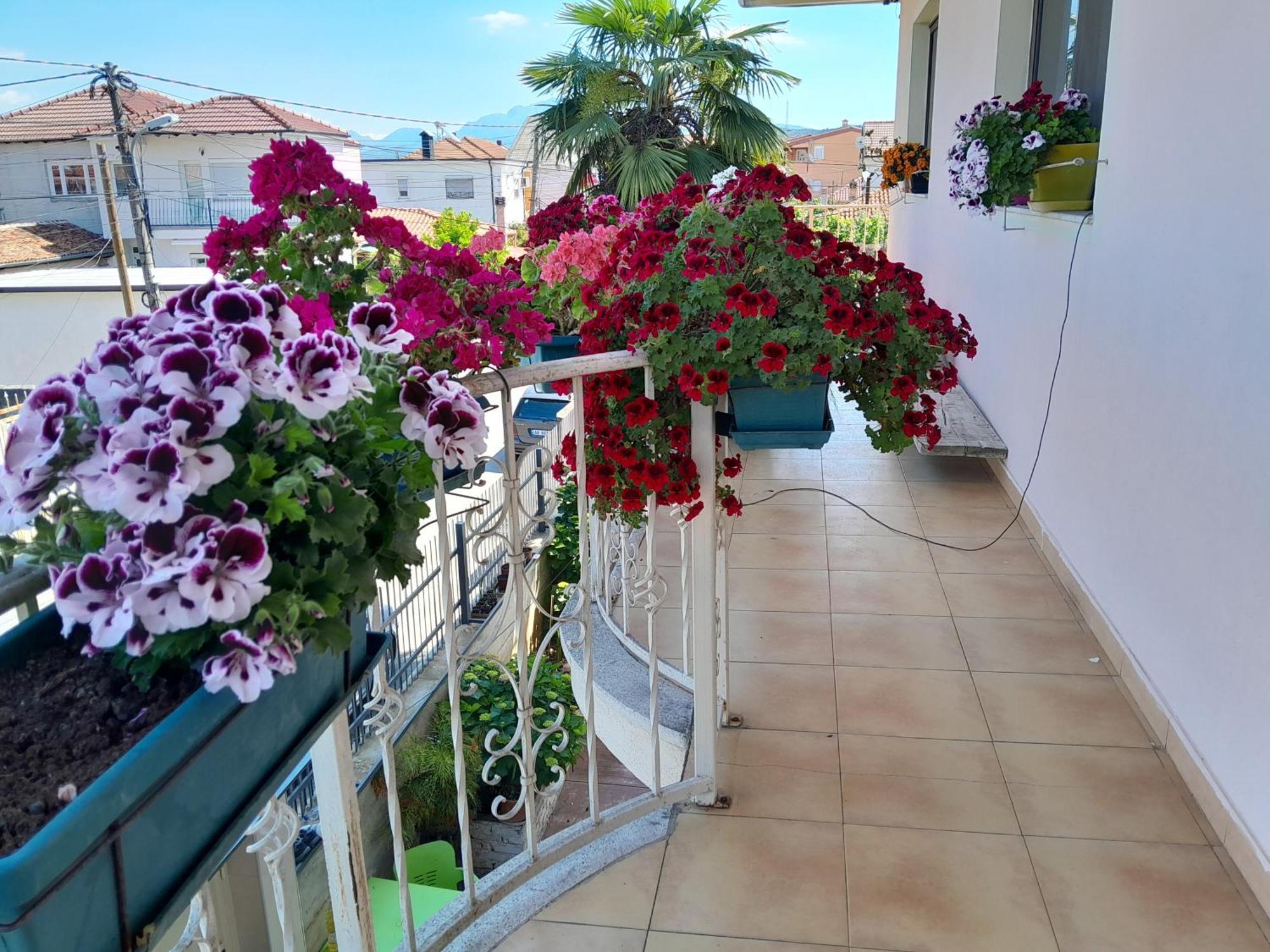 Blissful Hostel Shkodër エクステリア 写真